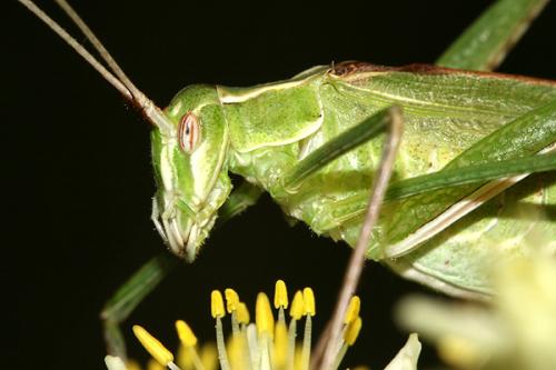 Tylopsis lilifolia