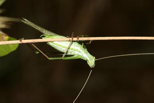 Tylopsis lilifolia