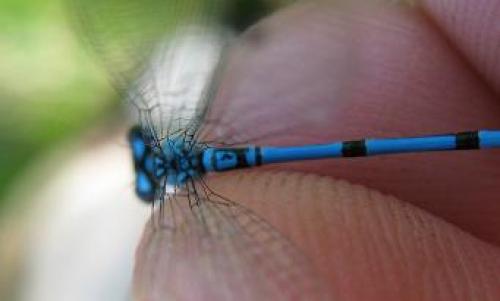 Coenagrion puella