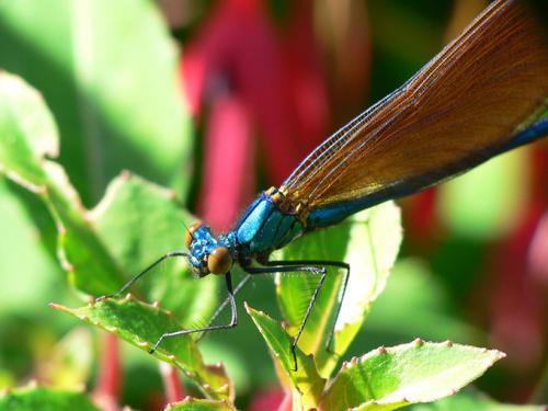 Calopteryx virgo