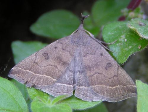 Pechipogo plumigeralis