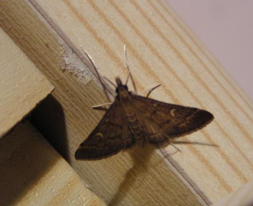 Réf. 22 805 : Dolicharthria punctalis
