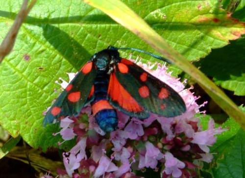 Zygaena ephialtes