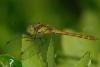 22343 – Photo : jean-claude bernard – France (29)