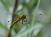 22422 – Photo : Antoine Guibentif – France (74)