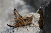 22540 – Photo : Antoine Guibentif – France (74)
