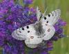 22878 – Photo : Pierre Duhem – France (73)