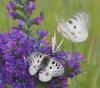 22879 – Photo : Pierre Duhem – France (73)