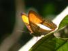 22289 – Photo : Alexandre Vinot – Guyane française