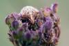 22487 – Photo : Vincent Derreumaux – France (84)
