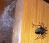 Tegenaria sp.