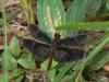 22791 – Photo : Alexandre Vinot – Guyane française