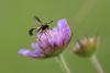 22517 – Photo : microbe – France (62)