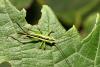 22497 – Photo : Vincent Derreumaux – France (84)