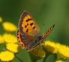 Lycaena phlaeas