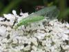 22102 – Photo : deedee – France (54)
