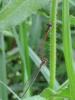 Ceriagrion tenellum