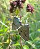 22231 – Photo : Arnaud Jean-Pierre – France (09)
