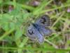 22331 – Photo : Arnaud Jean-Pierre – France (09)