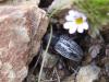 22587 – Photo : Simon Labonne – France (31)