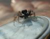 22430 – Photo : Claire Jacquet – France (66)
