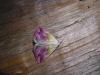 22256 – Photo : Denis Vandromme – France (36)