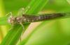Ischnura elegans