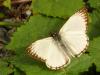 22567 – Photo : Alexandre Vinot – Guyane française
