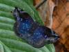 22419 – Photo : Alexandre Vinot – Guyane française