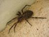 Zoropsis spinimana