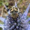 22753 – Photo : Romaric Le Bever – France (65)
