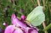 22491 – Photo : Vincent Lefebvre – France (91)