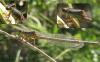 Ceriagrion tenellum