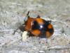 22714 – Photo : Jul de l Opilo – France (42)