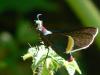 22739 – Photo : Alexandre Vinot – Guyane française