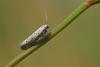 22410 – Photo : microbe – France (62)