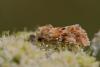 22411 – Photo : microbe – France (62)