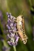 22347 – Photo : Vincent Derreumaux – France (26)