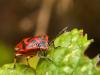 22578 – Photo : Jean-Philippe Mathieu – France (77)