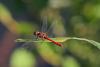 22807 – Photo : microbe – France (62)