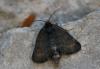 22432 – Photo : Daniel Morel – France (38)
