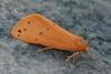 Setina flavicans