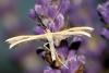 22356 – Photo : Vincent Derreumaux – France (26)