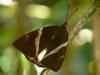 22291 – Photo : Alexandre Vinot – Guyane française
