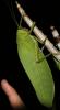 22423 – Photo : Anthony Bain – Thaïlande