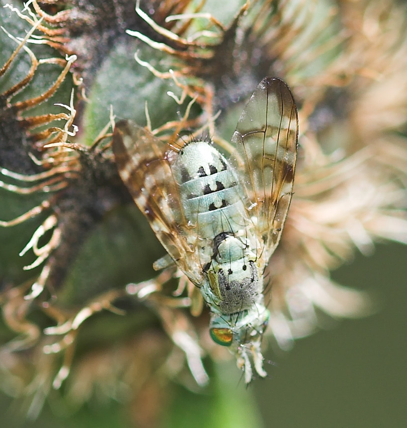 Pierre Duhem - Terellia (Cerajocera) ceratocera - réf. 22774 (809 x 850 pixels, 204 ko)