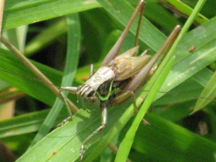 deedee - Roeseliana roeselii - réf. 22186 (900 x 675 pixels, 75 ko)