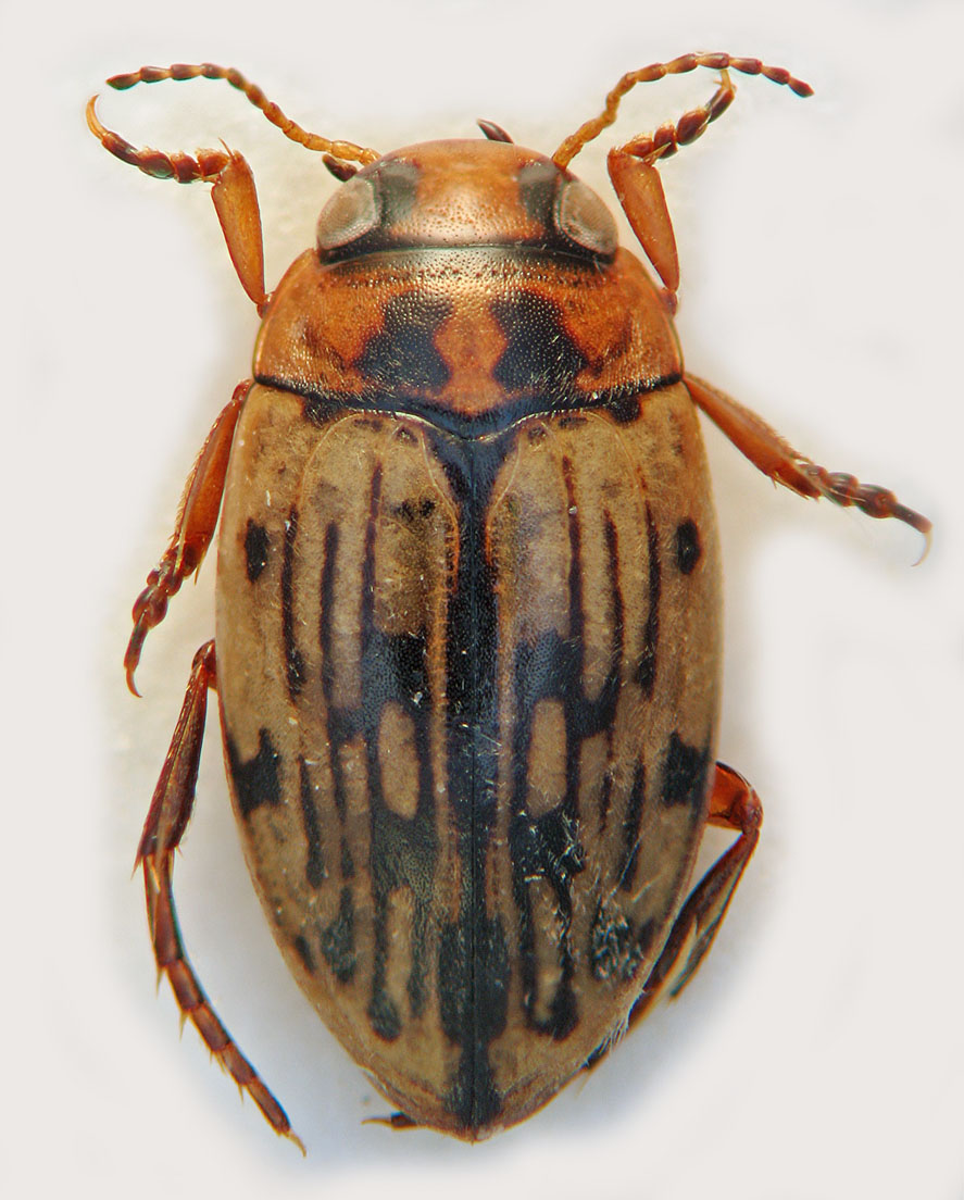 dasyto50 - Scarodytes halensis - réf. 22690 (887 x 1104 pixels, 206 ko)