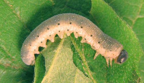 Abia mutica