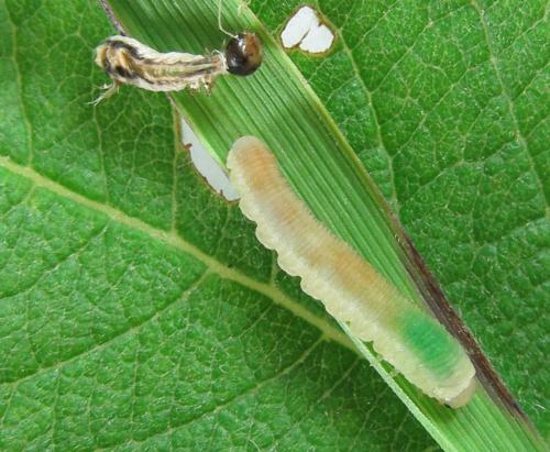 Ametastegia carpini